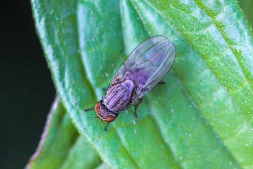 Réf. 291 151 : Minettia fasciata